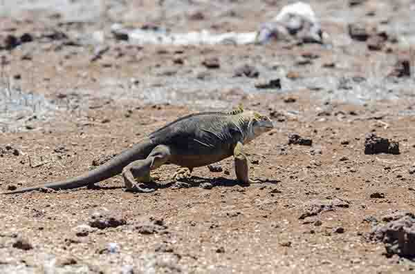 Iguana terrestre de Galápagos - isla Seymour Norte - islas Galápagos - Ecuador 04.jpg